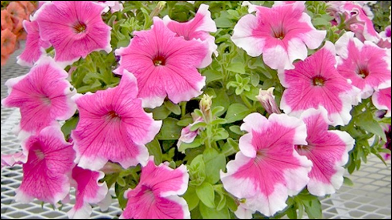 Petunias (hoa dạ yến thảo)