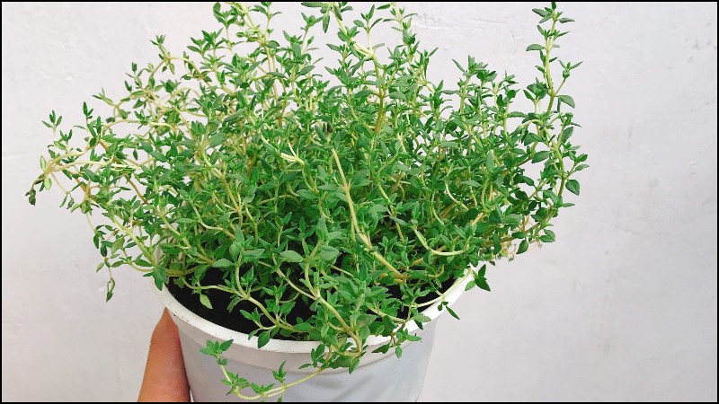 Xạ hương – Thyme