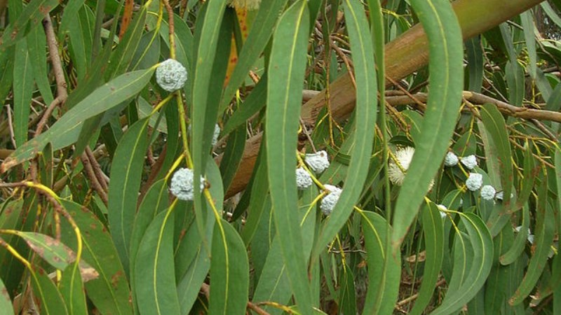 Cây khuynh diệp