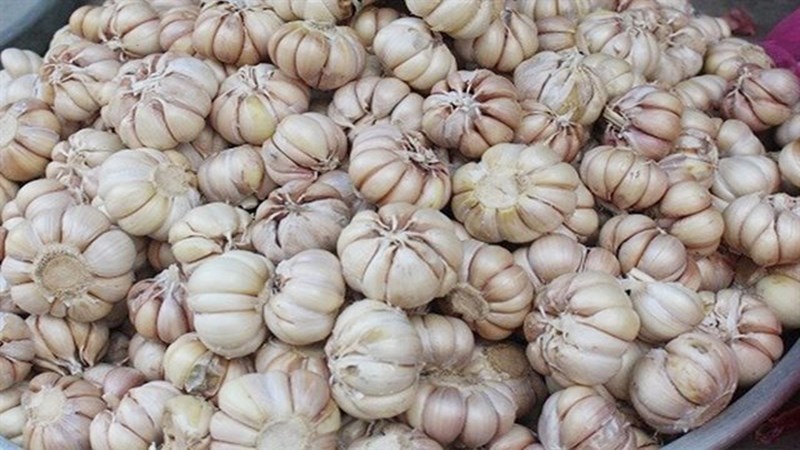 Tỏi
