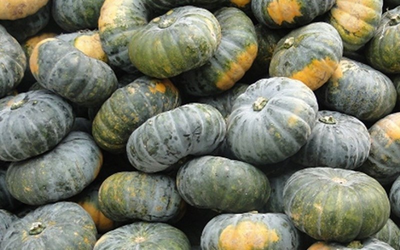 Bí đỏ