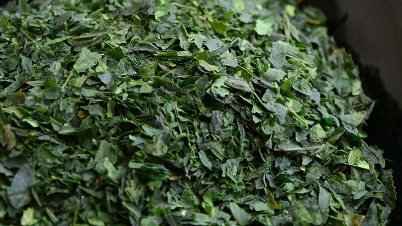 Tencha
