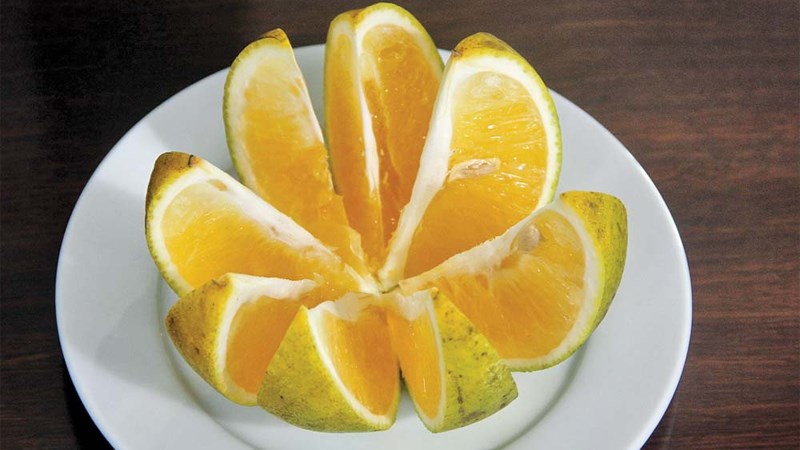 Cam Xã Đoài
