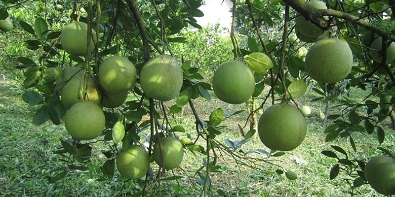 Bưởi Đoan Hùng