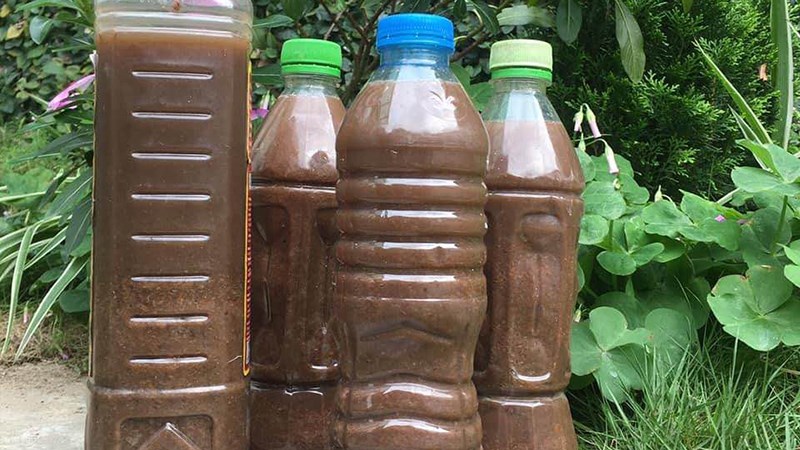 Mắm cáy