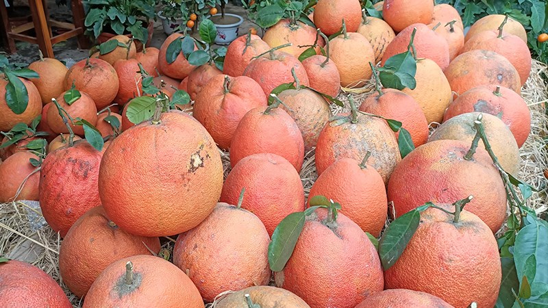 Bưởi tiến vua