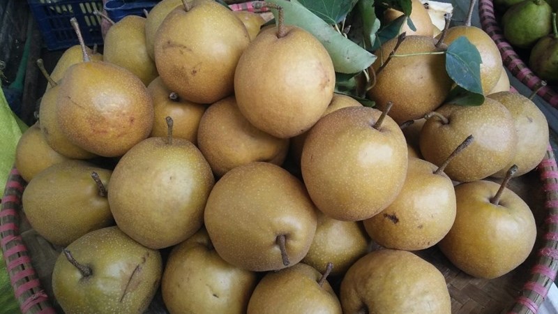 Quả mắc cọp Sapa