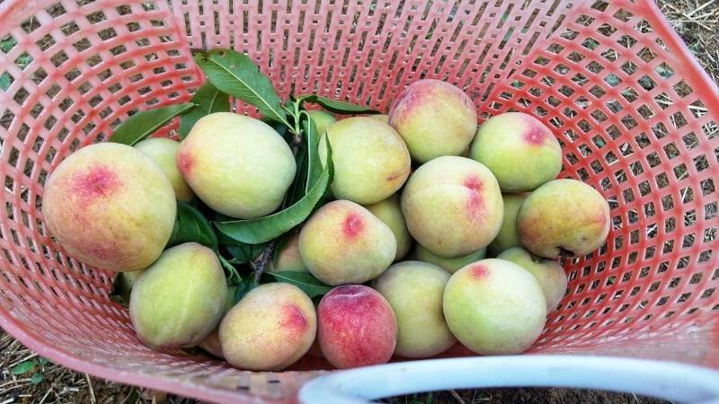 Đào rọ Sapa