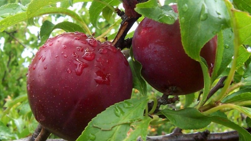 Mận hậu Bắc Hà