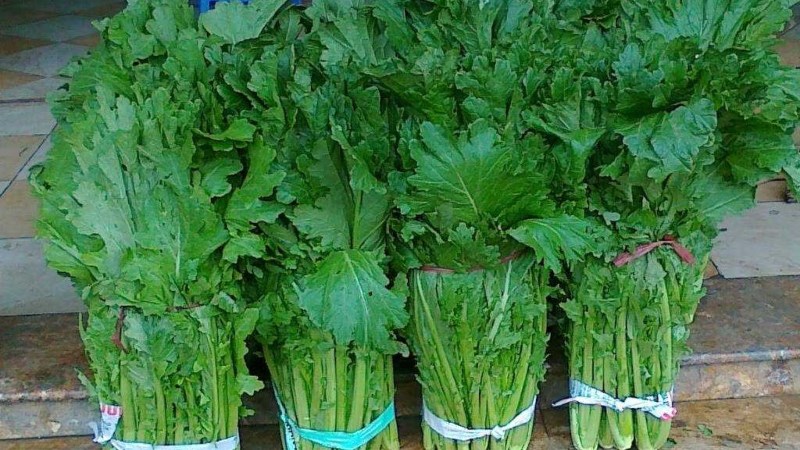 Rau cải mèo