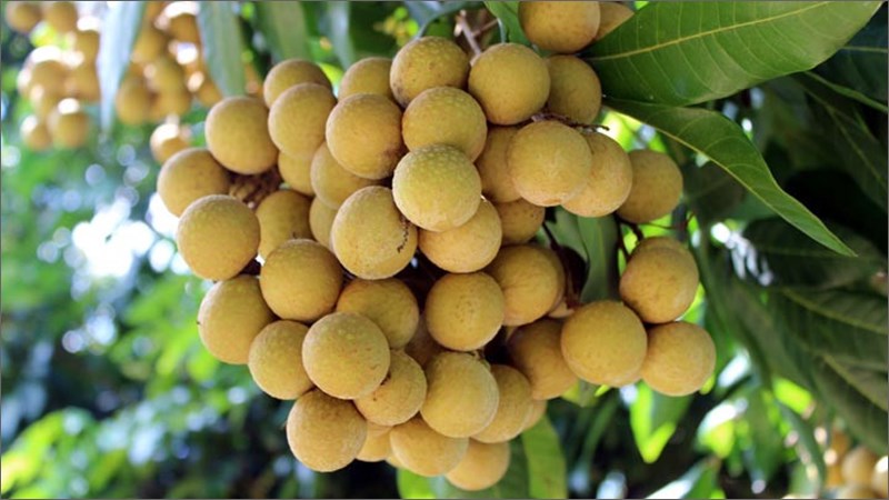 Nhãn sông Mã