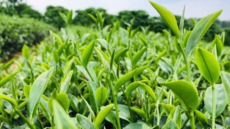 Trà Bảo Lộc