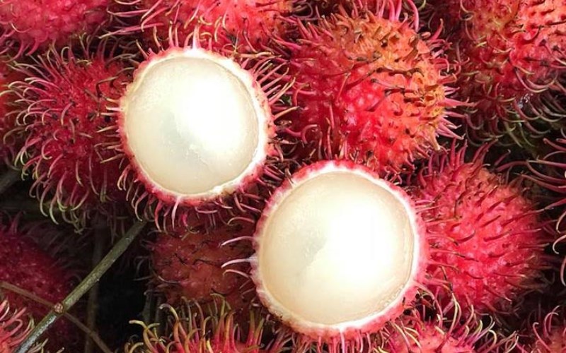 Chôm chôm Bình Dương