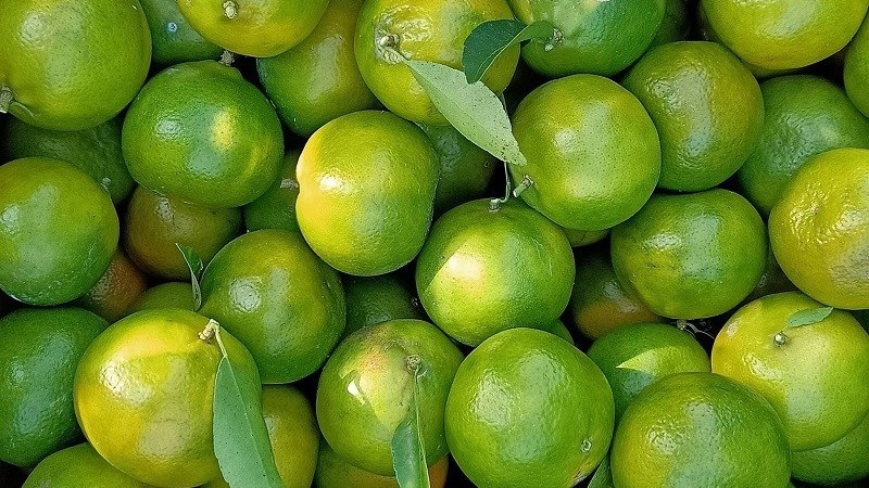 Quýt đường Long Trị