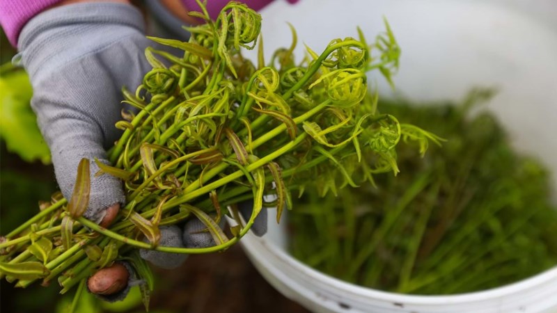 Đọt choại