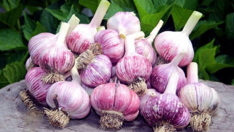 Tỏi tía Loóng Luông