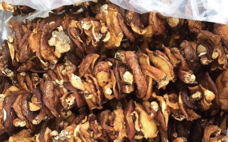 Nấm hương rừng Sapa