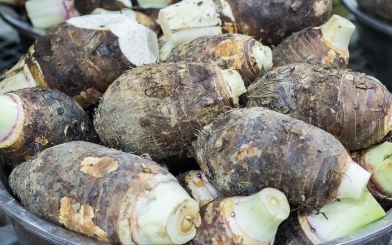 Khoai tím Lục Yên