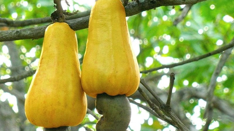 Hạt điều là gì?