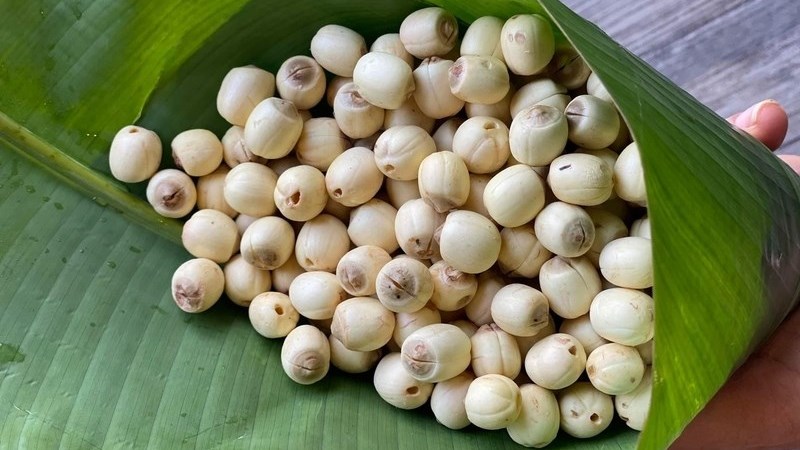 Hạt sen