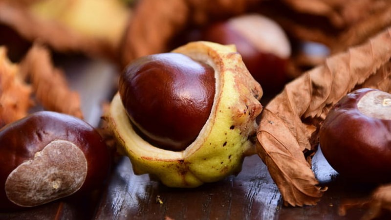 Cách lựa chọn hạt dẻ ngon phụ thuộc màu sắc