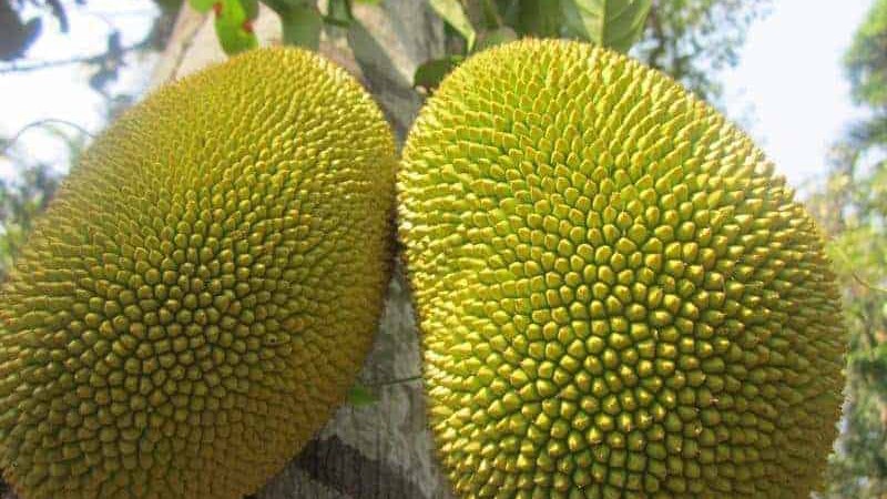 Mít không hạt Ba Láng 