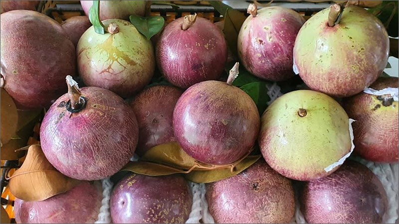 Vú sữa