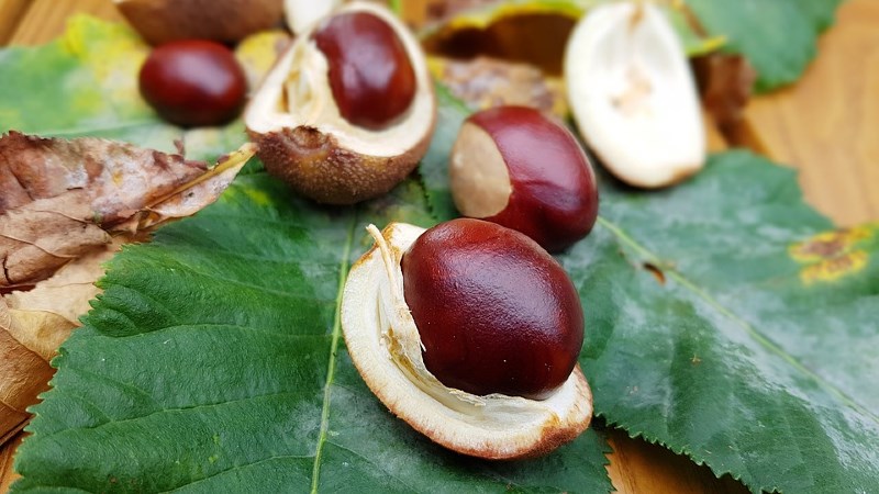 Cách bảo vệ hạt dẻ ngon phụ thuộc nhân