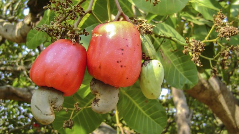 Hạt điều là gì?