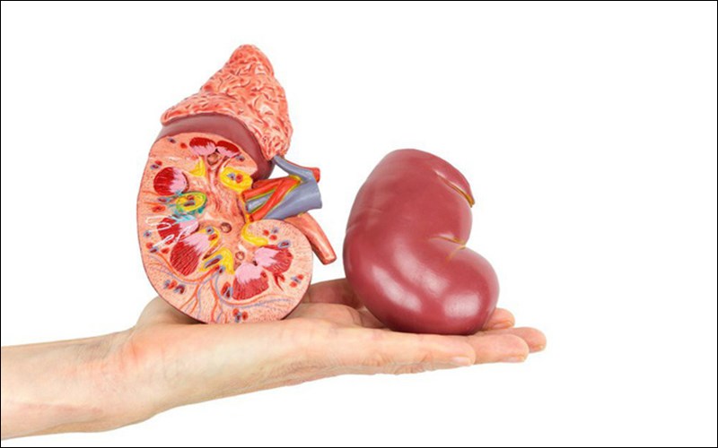 Cải thiện sức khỏe thận