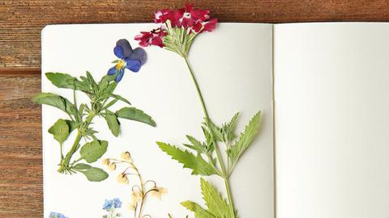 L&agrave;m hoa kh&ocirc; với khăn giấy kh&ocirc; đa năng