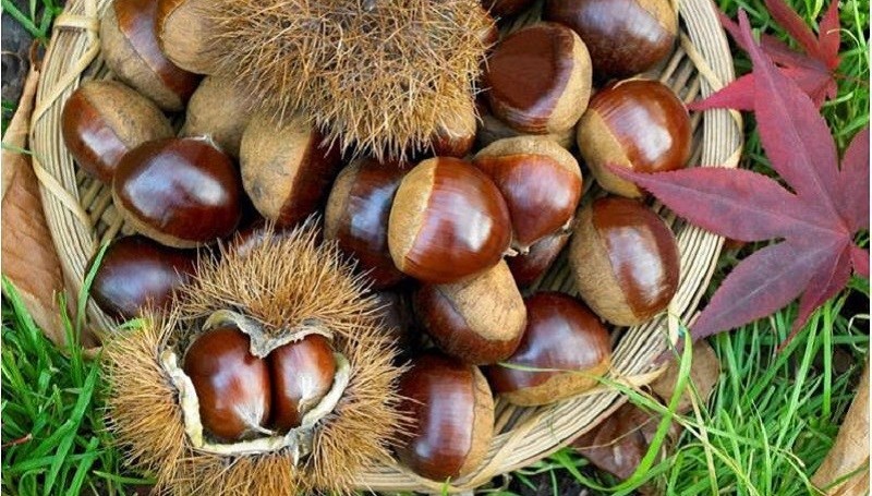 Hạt dẻ