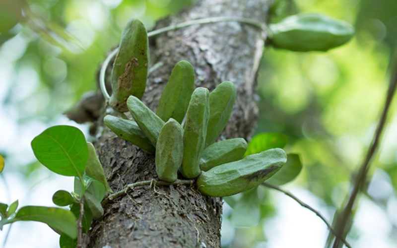 Trái Mỏ Quạ