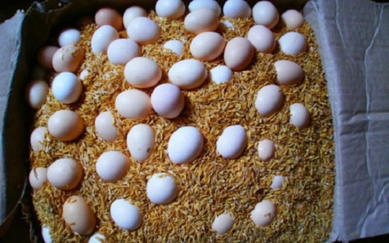 Dùng trấu hoặc mùn cưa để bảo quản trứng