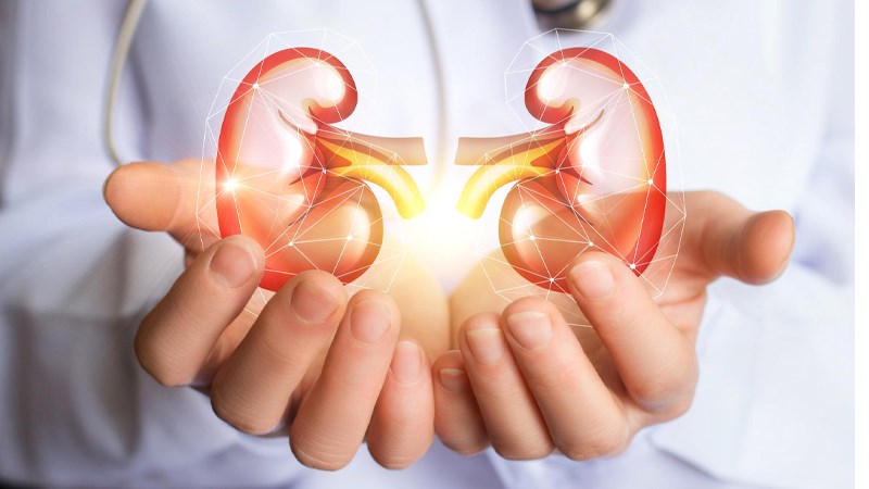 Trái bình bát dây hỗ trợ ngăn ngừa sỏi thận