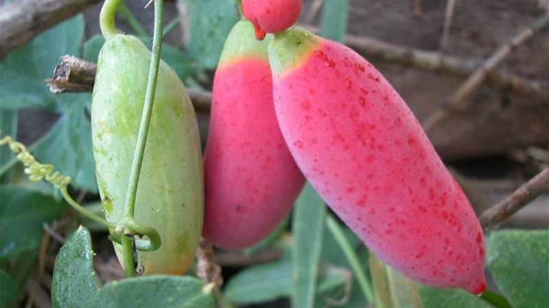 Dưa chua bình bát dây