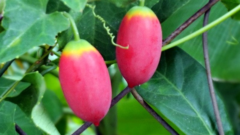Hầm quả bình bát dây