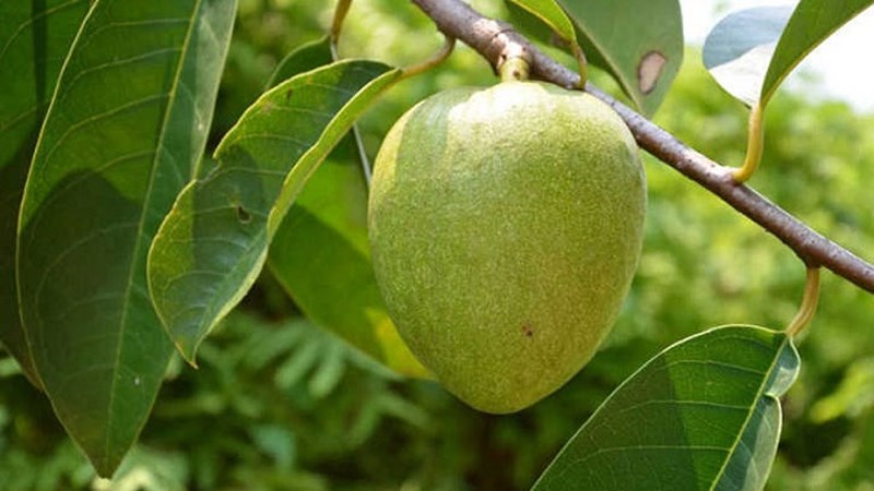 Bình bát thân gỗ