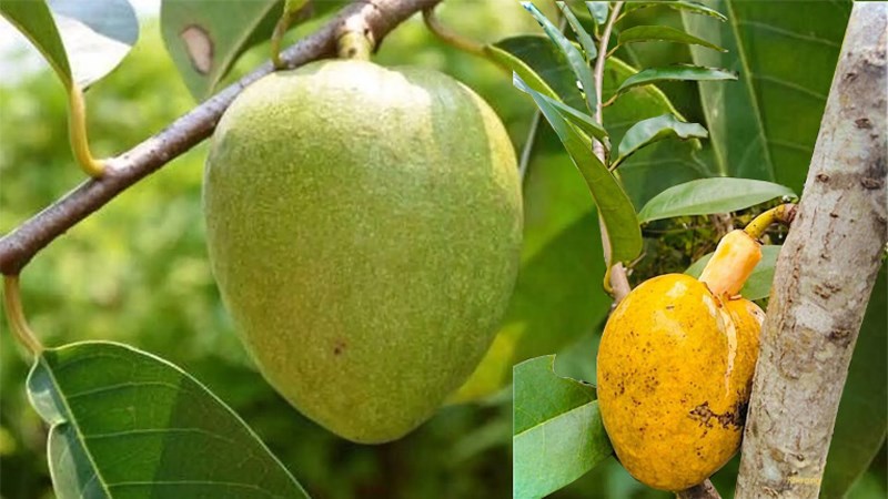 Trái bình bát thân gỗ cung cấp dưỡng chất cần thiết