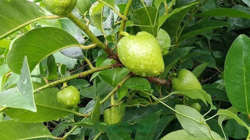 Trái bình bát và các công dụng khác