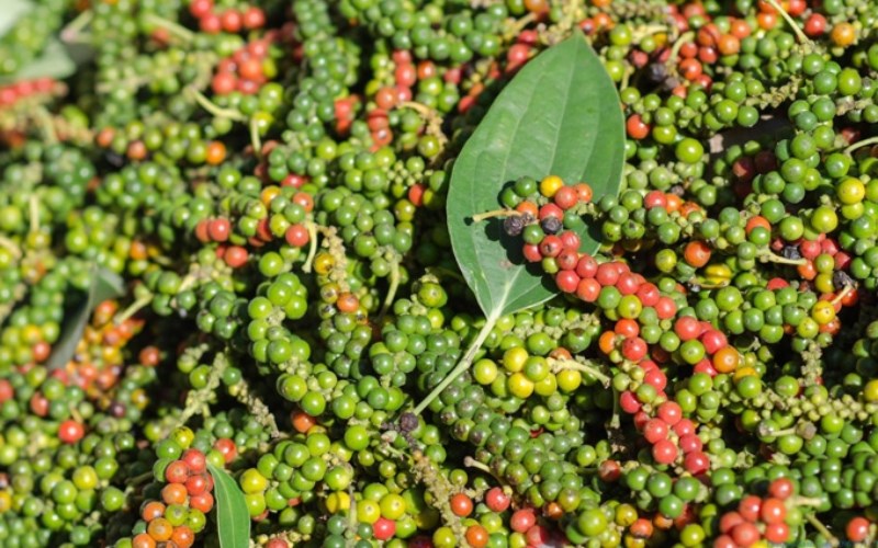 Tiêu Phú Quốc
