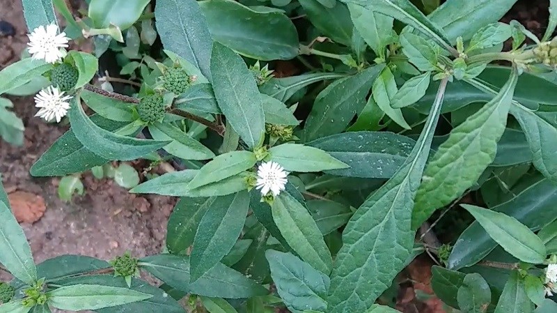 Cỏ mực