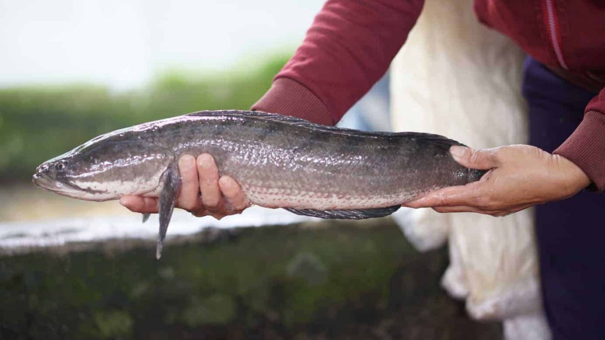 Kỹ thuật nuôi cá lóc trong bể xi măng toàn tập dành cho người mới nuôi