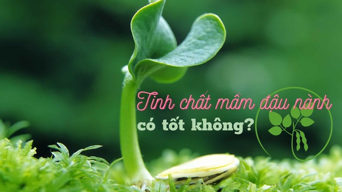 Tinh chất mầm đậu nành có tốt không?