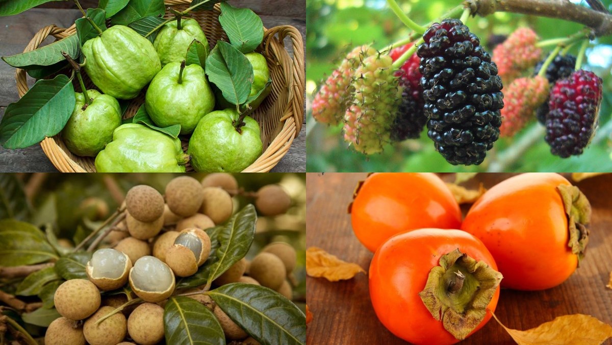 Các loại quả ngâm rượu