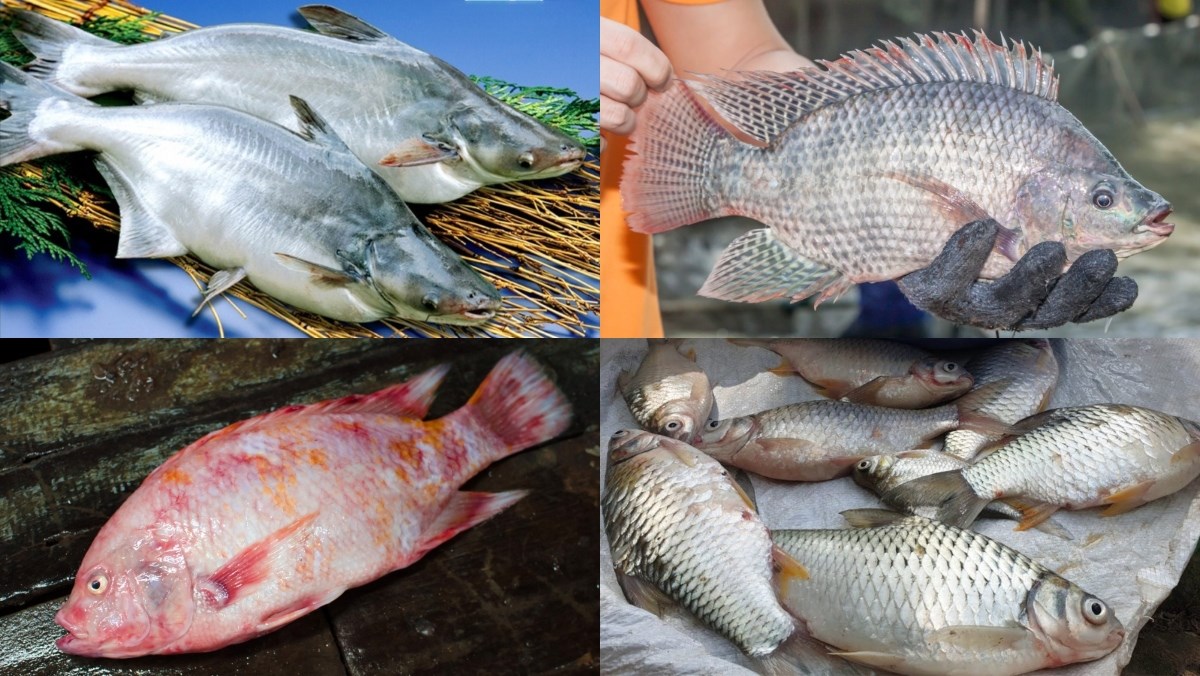 Tổng hợp các loại cá làm chả