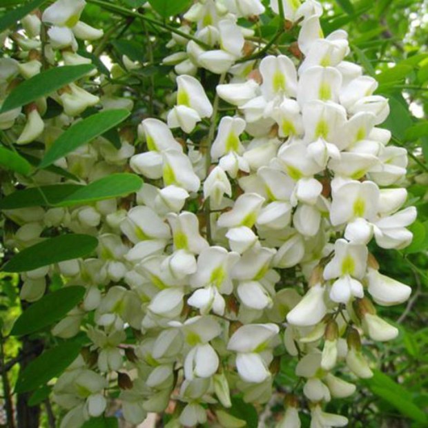 Cây hoa hòe là cây gì