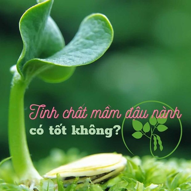 Tinh chất mầm đậu nành có giỏi không?