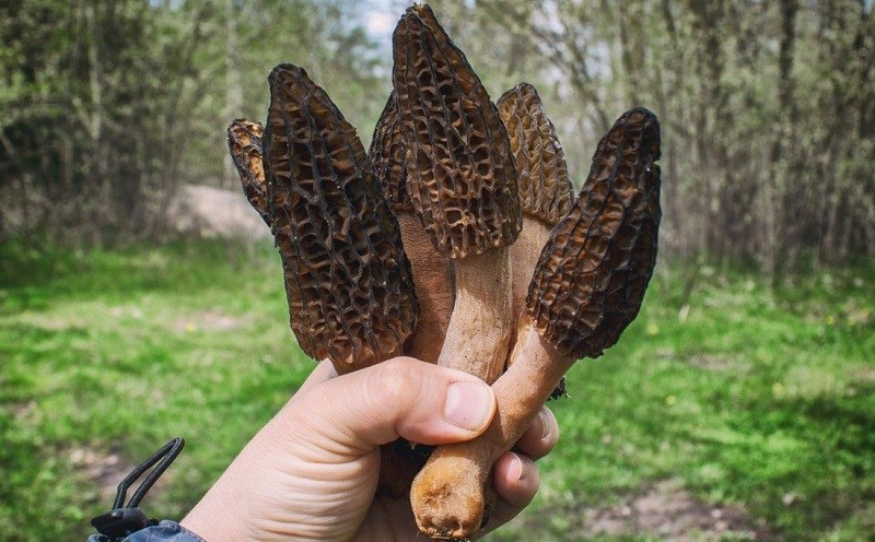Nấm bụng dê Morel