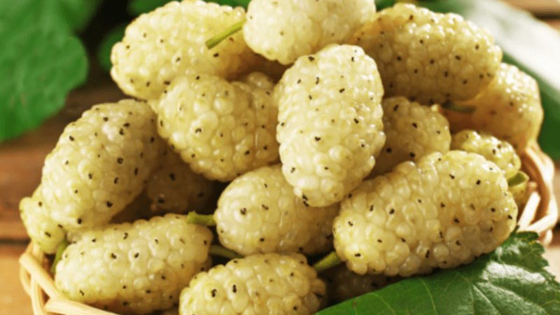 Đặc điểm của dâu tằm
